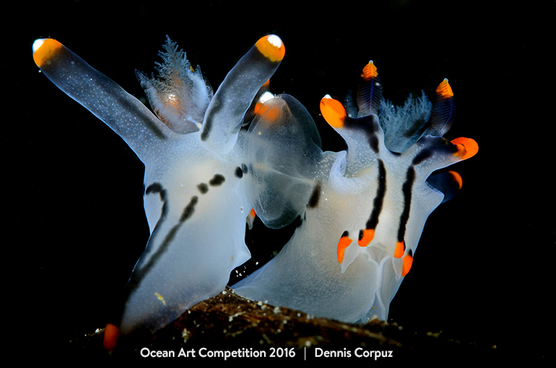 Illustration for article titled The Best Underwater Photographs of 2016 Are Out of This World
